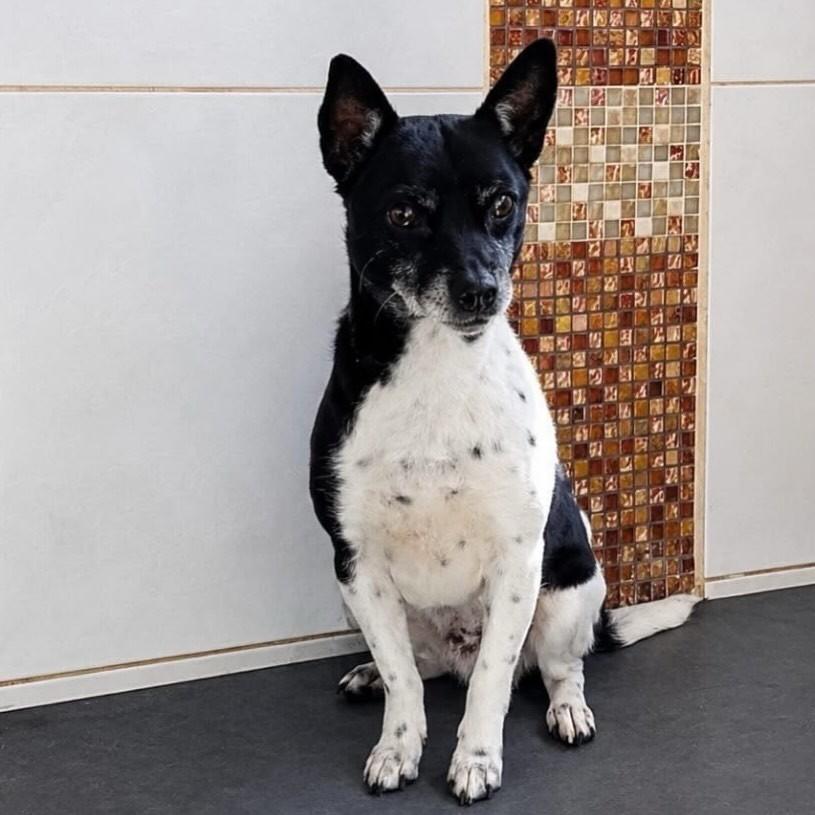 Duke, cachorro de porte pequeno para adoção em Belo Horizonte - MG
