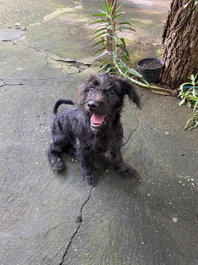 Batman, cachorro de porte médio para adoção em Belo Horizonte - MG