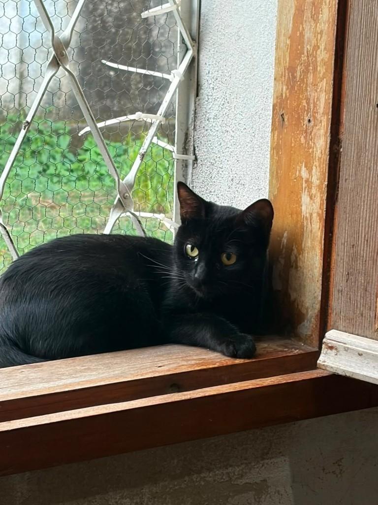 Luna, gata de porte pequeno para adoção em Belo Horizonte - MG