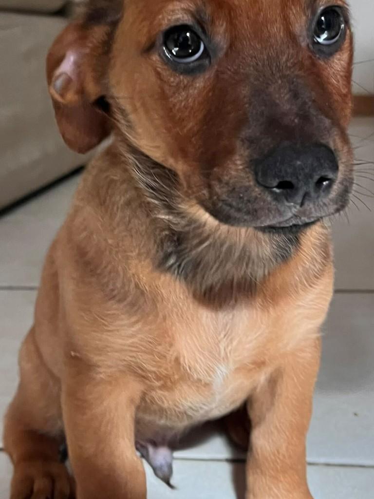 Nescau, cachorro de porte médio para adoção em Belo Horizonte - MG