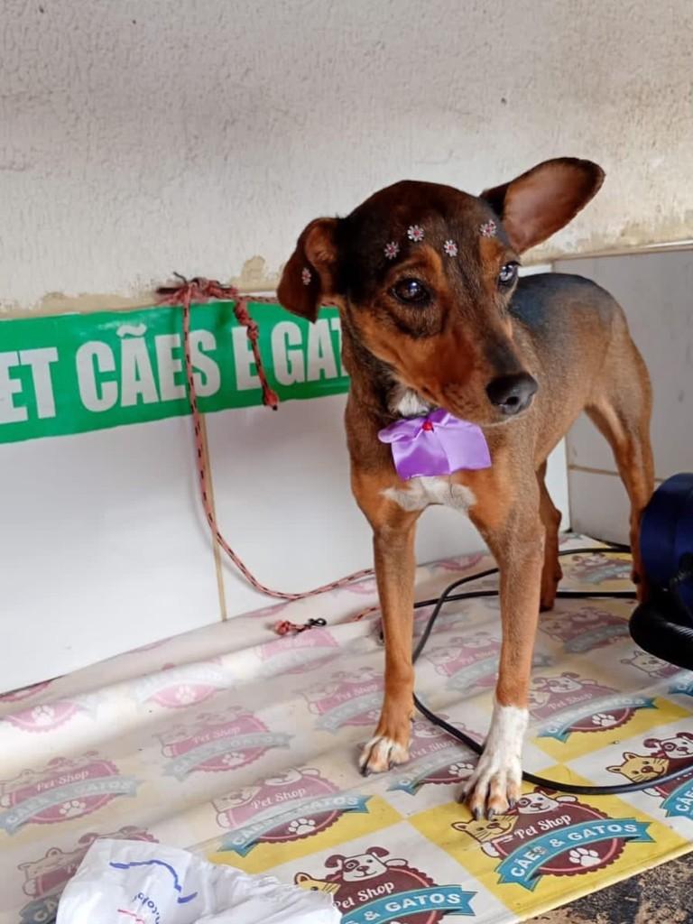 Loli, cadela de porte médio para adoção em Sabará - MG