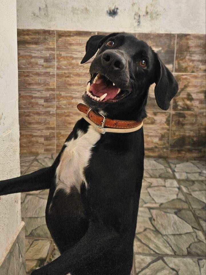 Doug, cachorro de porte grande para adoção em Belo Horizonte - MG