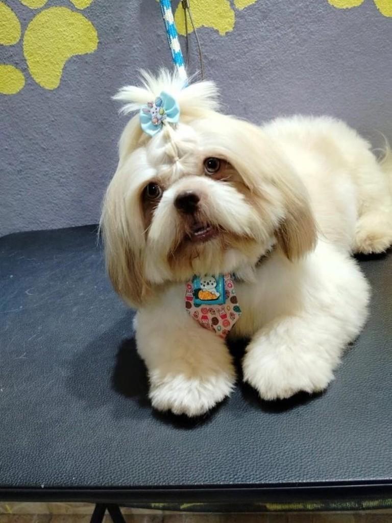 Bio, cadela de porte pequeno para adoção em Belo Horizonte - MG
