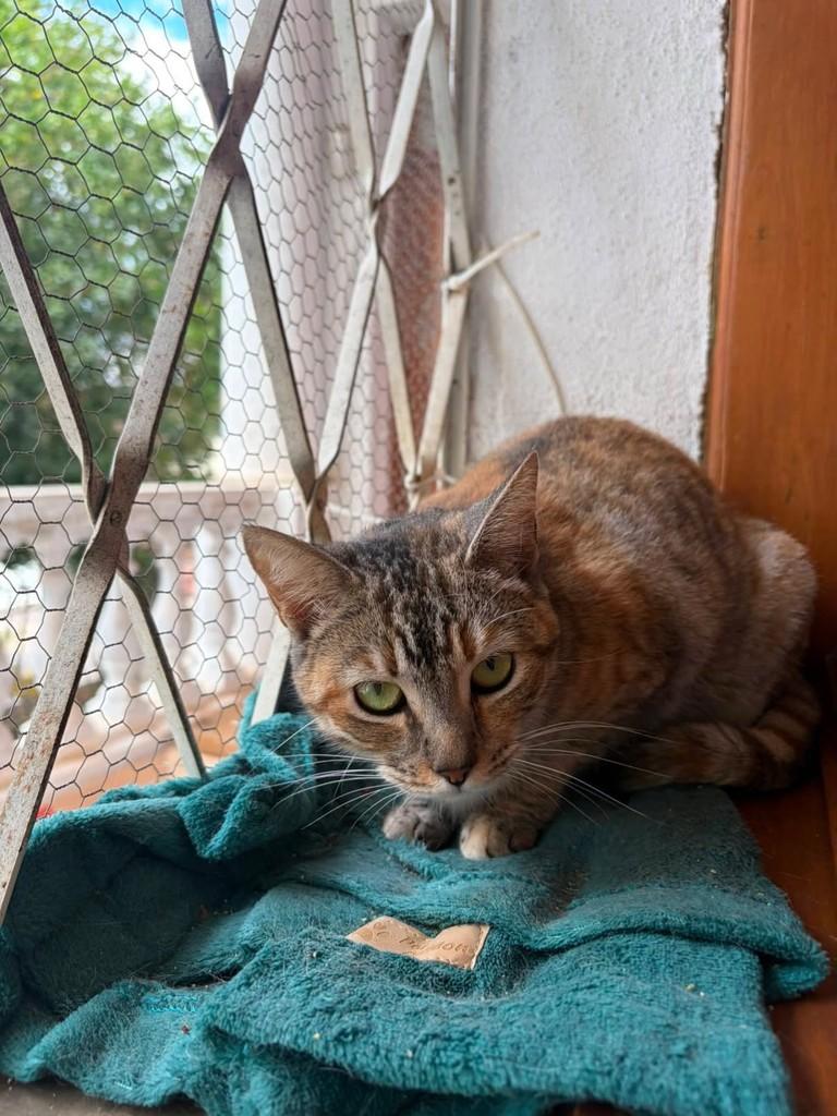 Safira, gata de porte pequeno para adoção em Belo Horizonte - MG