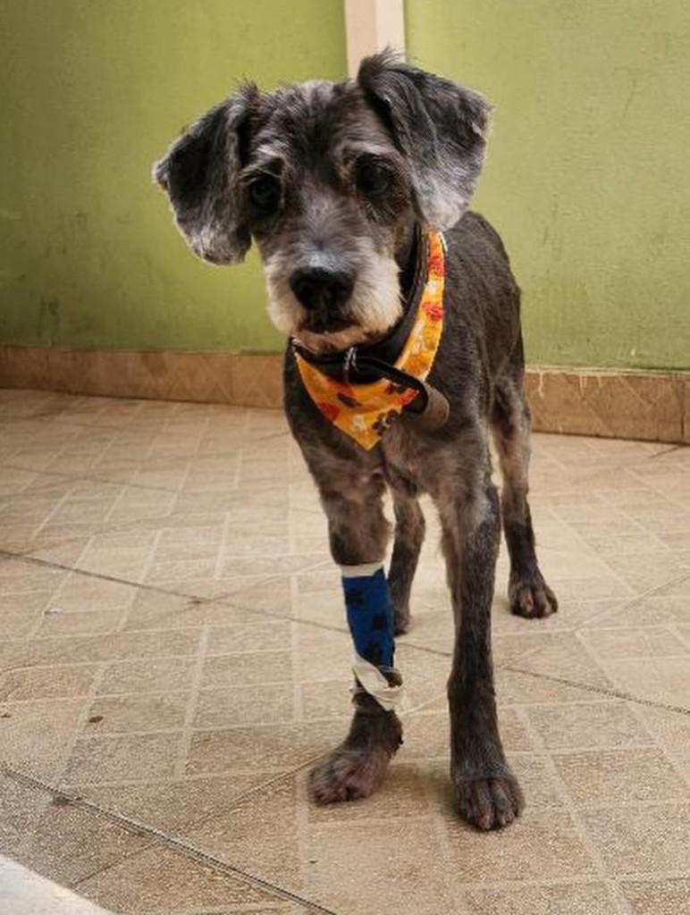 Tibúrcio, cachorro de porte médio para adoção em Belo Horizonte - MG