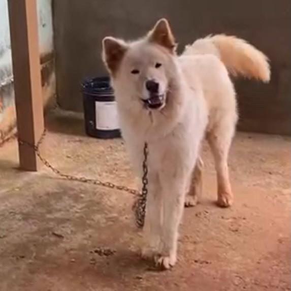 Fox, cachorro de porte médio para adoção em Belo Horizonte - MG