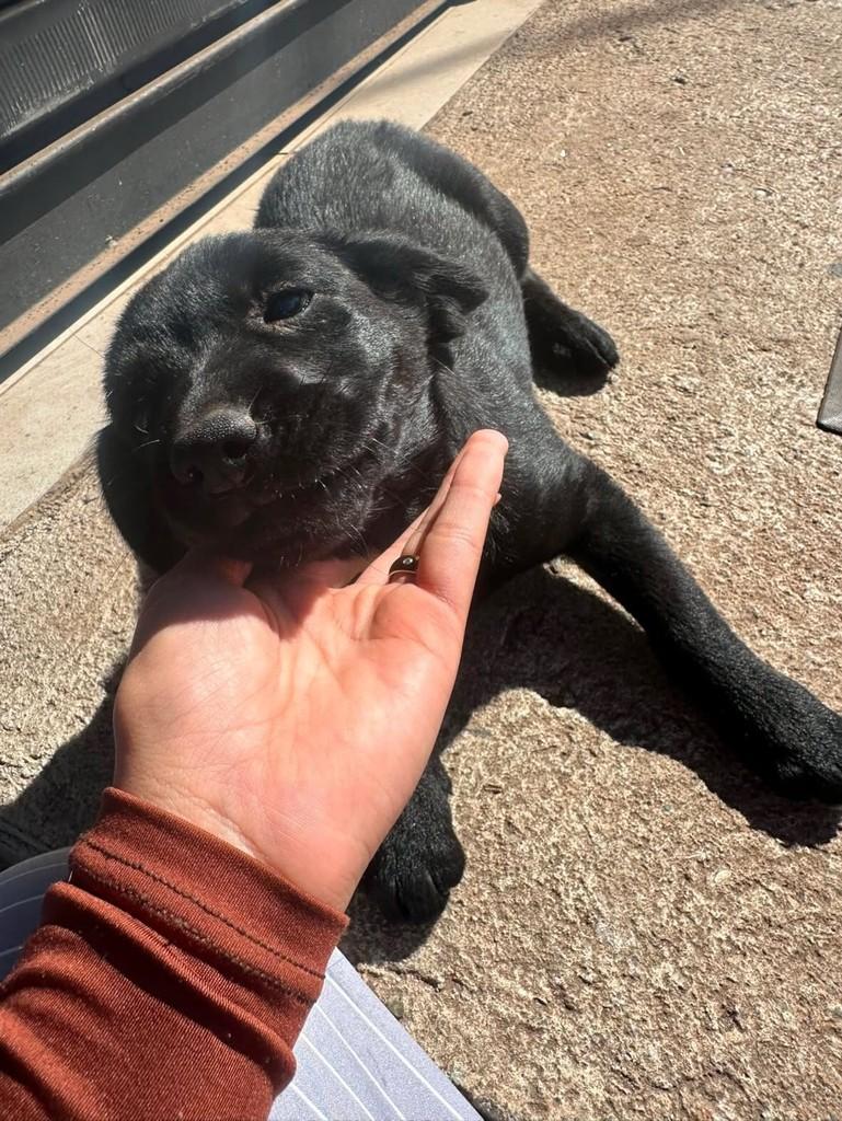 Tainá, cachorro de porte pequeno para adoção em Nova Lima - MG