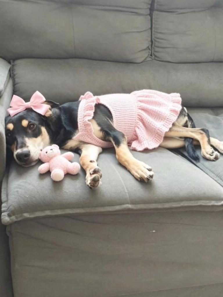Princesa Kiara, cadela de porte médio para adoção em Belo Horizonte - MG