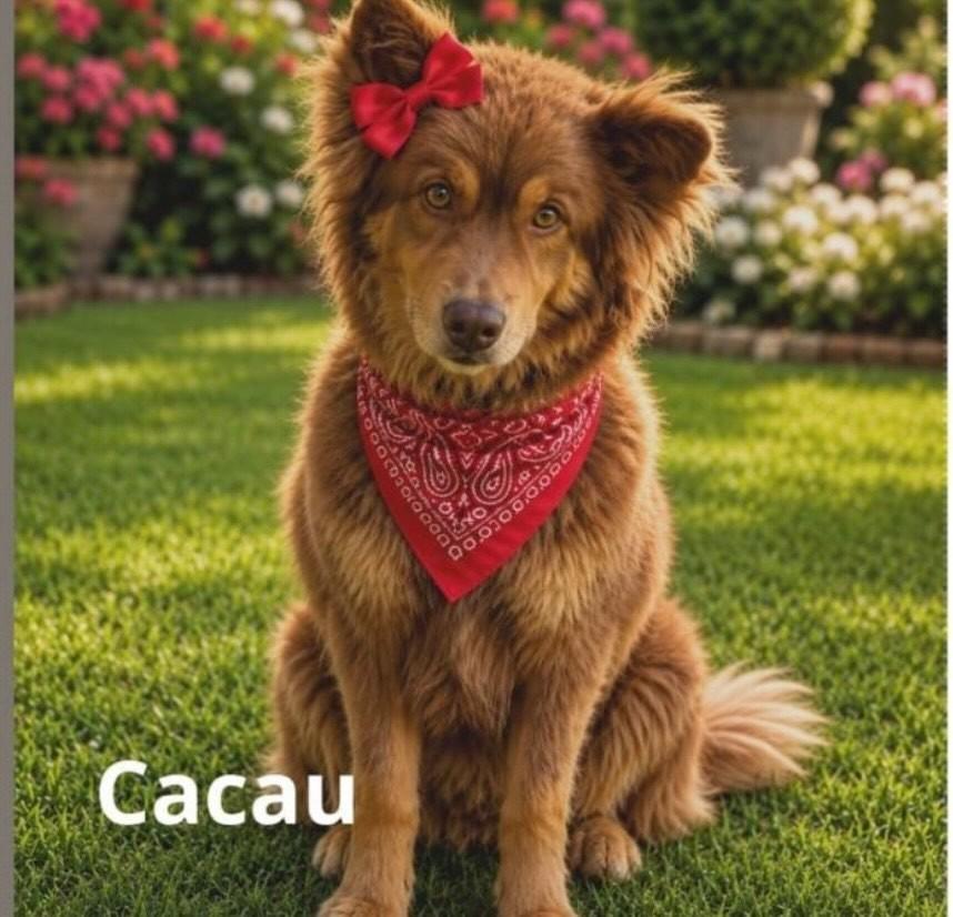Cacau, cachorro de porte médio para adoção em Belo Horizonte - MG