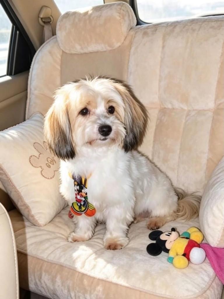 Marcelo, cachorro de porte pequeno para adoção em Belo Horizonte - MG
