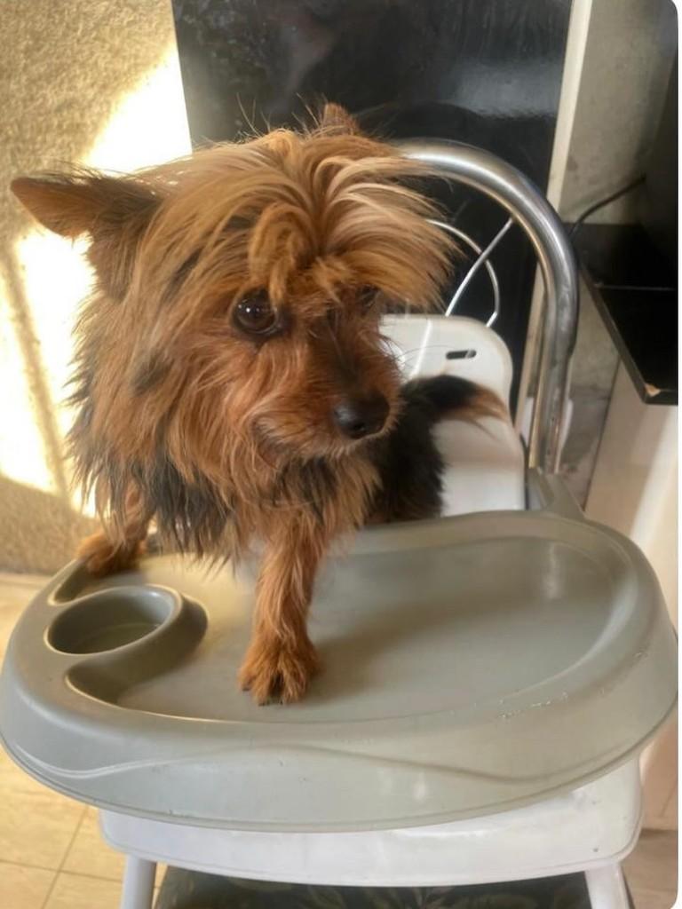Lup, cachorro de porte pequeno para adoção em Belo Horizonte - MG