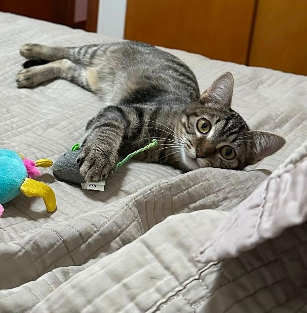 Estrela, gata de porte pequeno para adoção em Belo Horizonte - MG