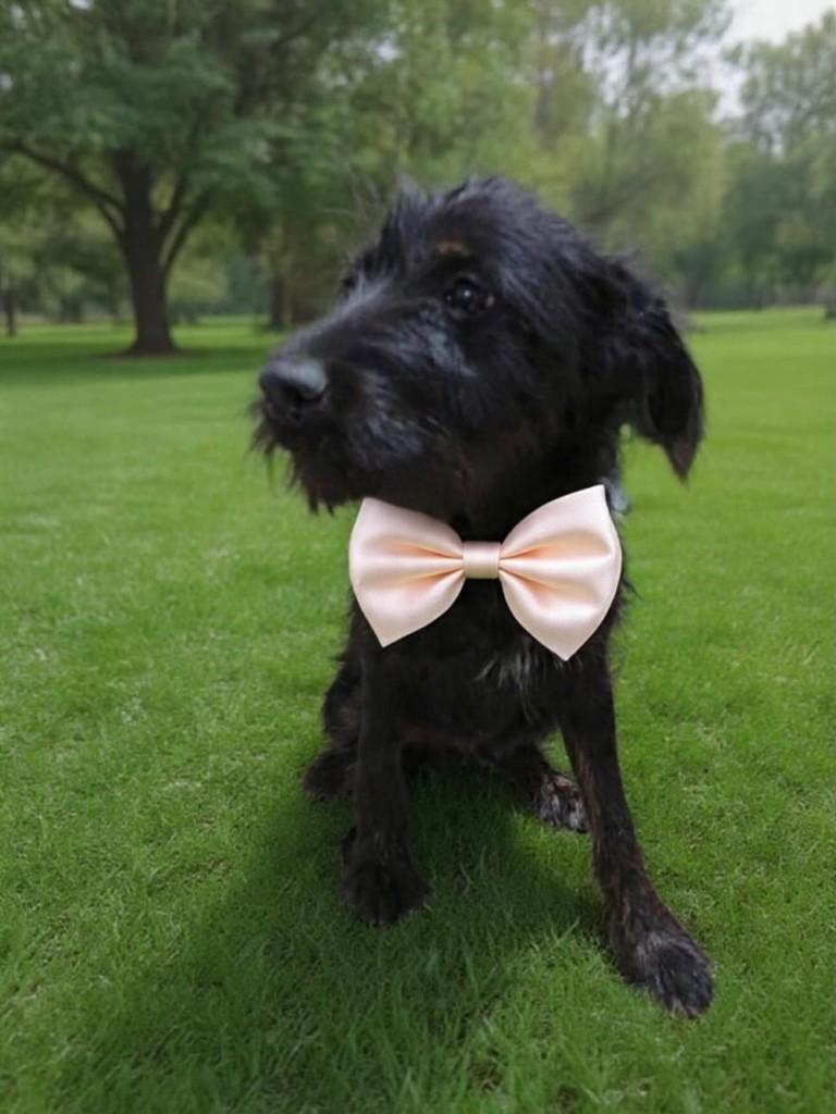 Layla, cachorro de porte médio para adoção em Belo Horizonte - MG