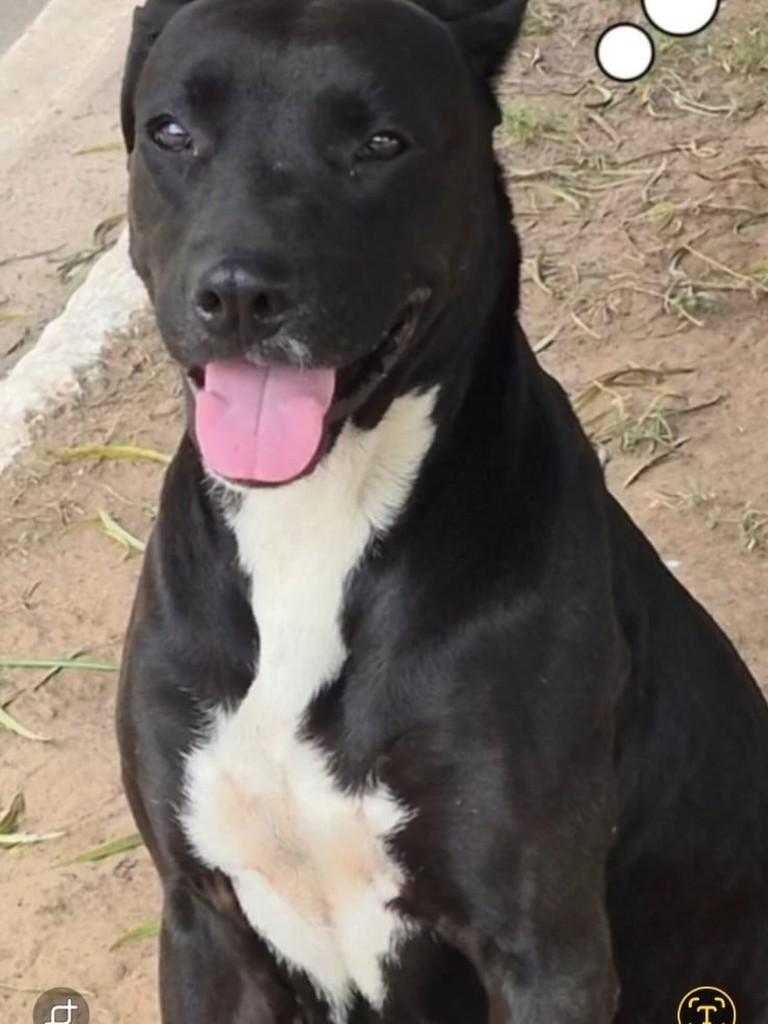 Pérola, cachorro de porte grande para adoção em Belo Horizonte - MG