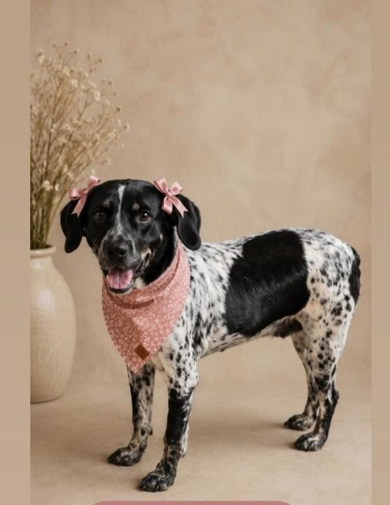 Princesa Juju, cachorro de porte pequeno para adoção em Belo Horizonte - MG
