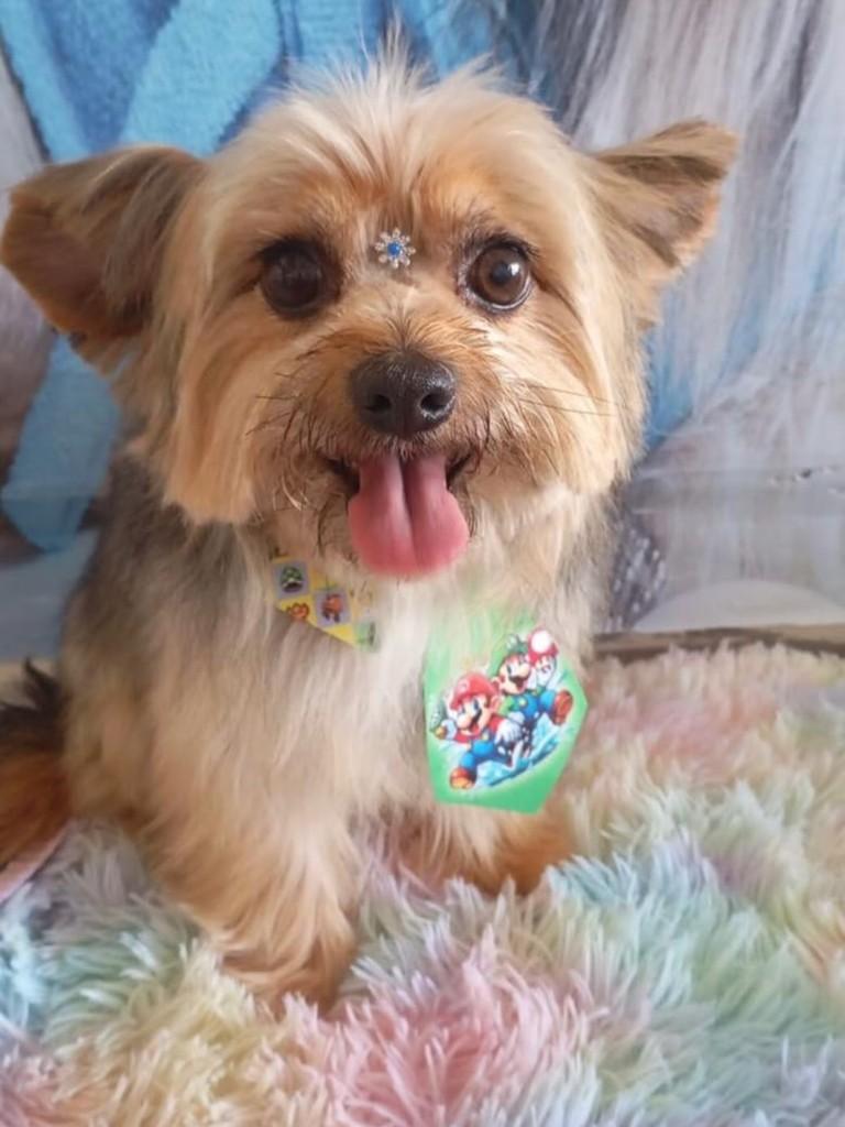 Floquinho, cachorro de porte pequeno para adoção em Belo Horizonte - MG