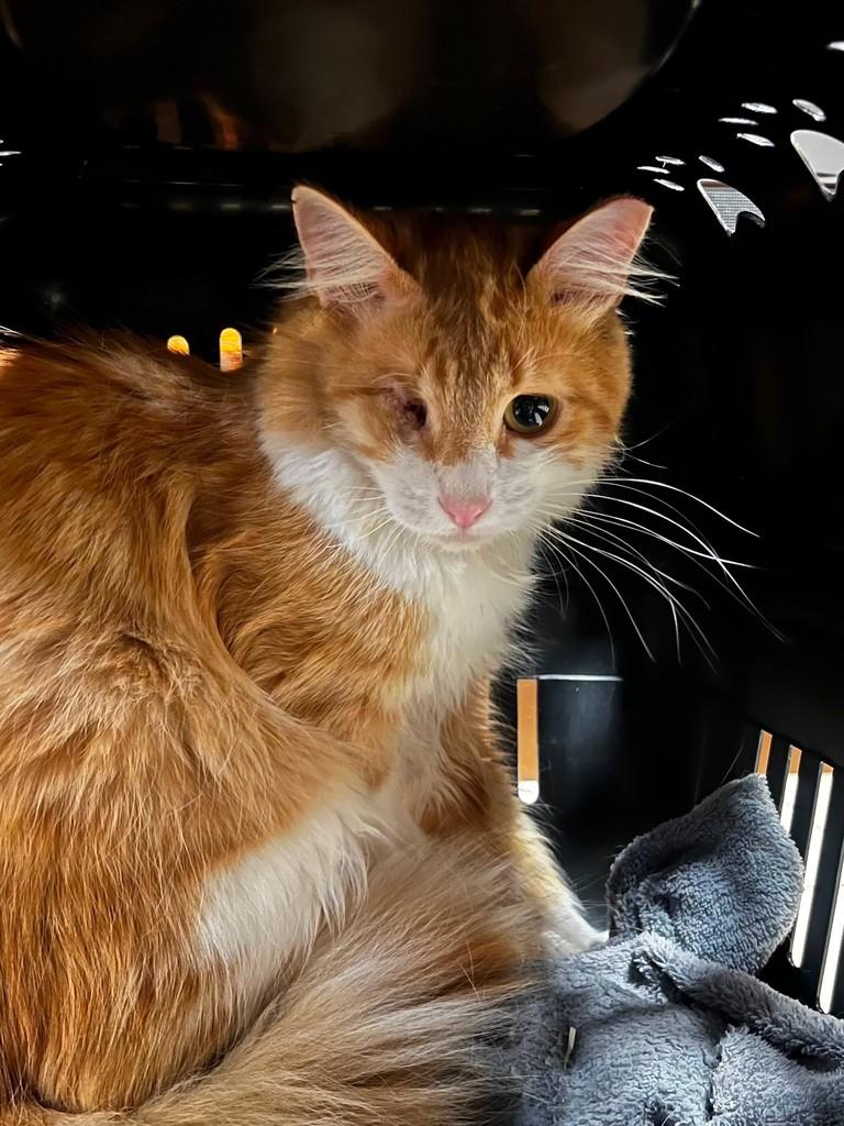 Juba, gato de porte médio para adoção em Belo Horizonte - MG