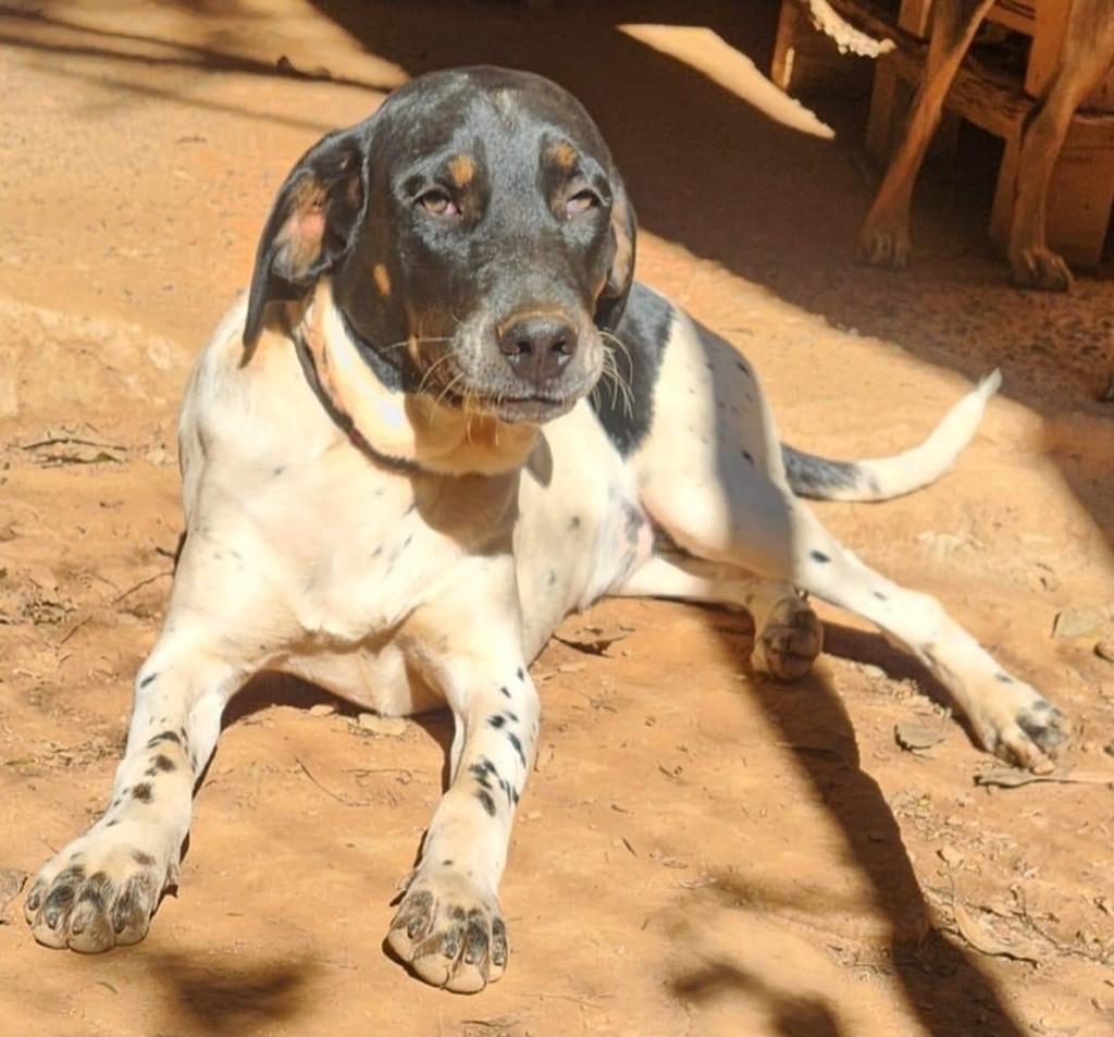 Milka, cachorro de porte médio para adoção em Belo Horizonte - MG