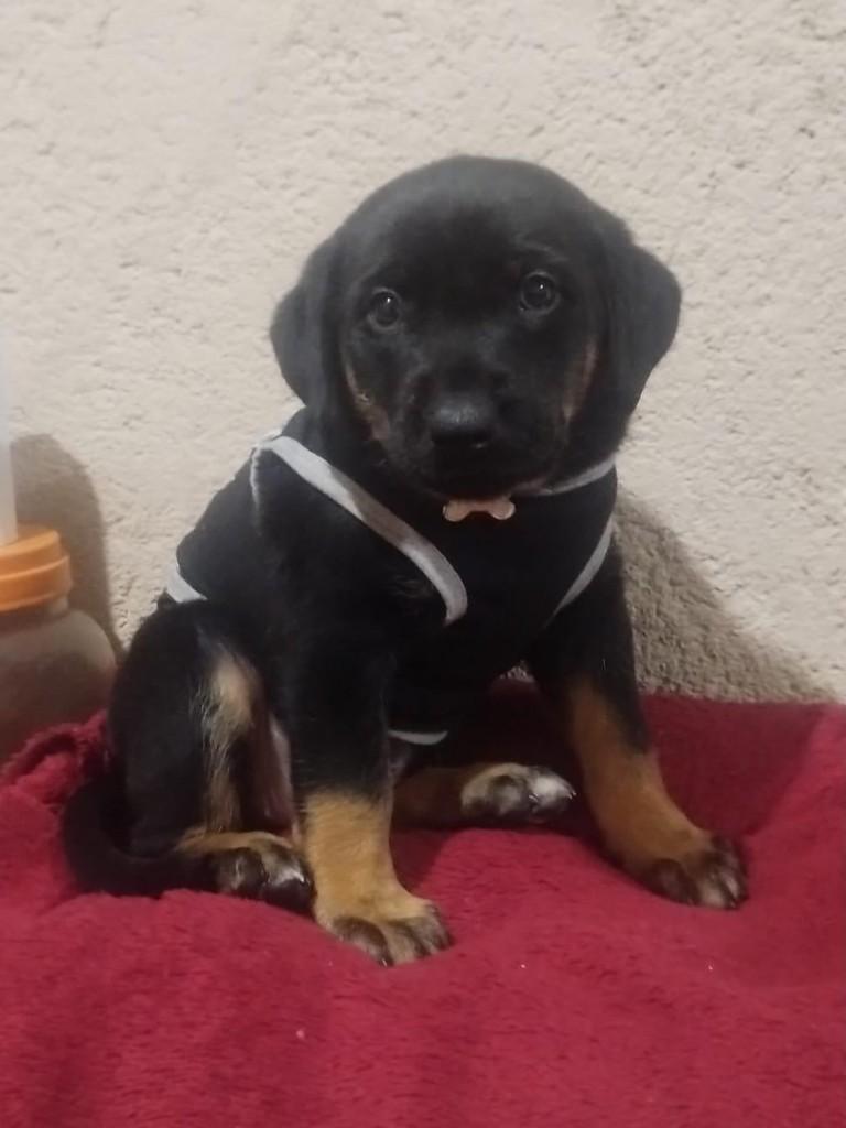 Hera, cachorro de porte grande para adoção em Belo Horizonte - MG