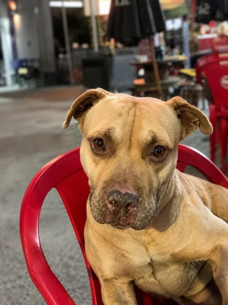 Sheik, cachorro de porte médio para adoção em Contagem - MG