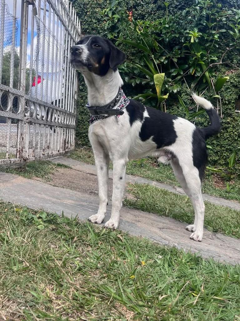 Ragnar, cachorro de porte médio para adoção em Belo Horizonte - MG