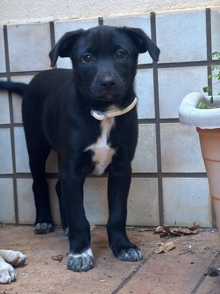 Margô, cadela de porte médio para adoção em Belo Horizonte - MG