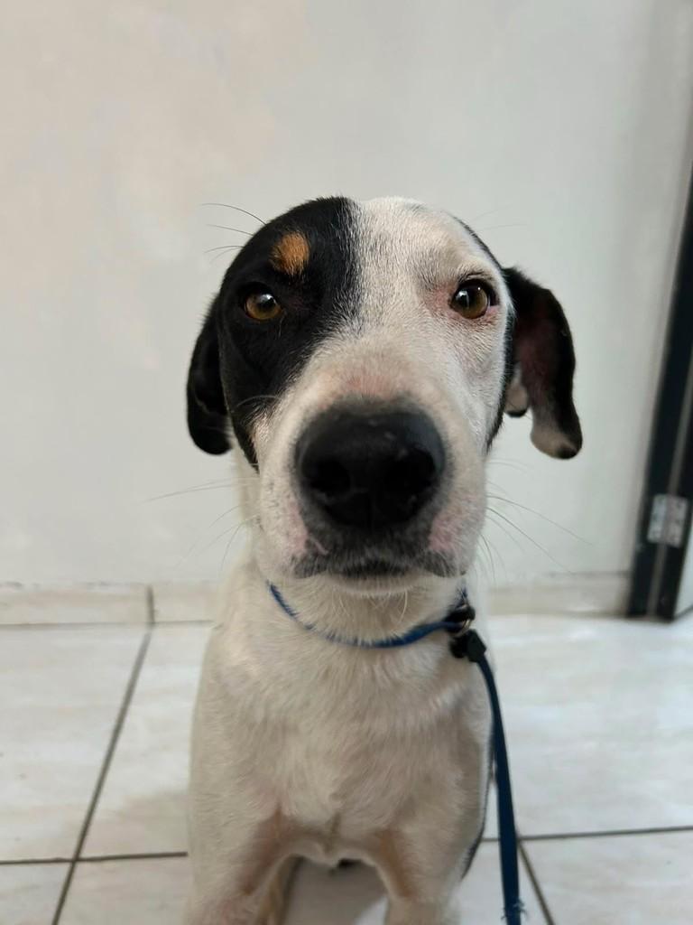 Rueiro, cachorro de porte médio para adoção em Belo Horizonte - MG