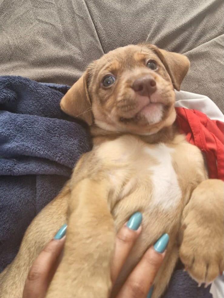 Aegon, cachorro de porte médio para adoção em Belo Horizonte - MG