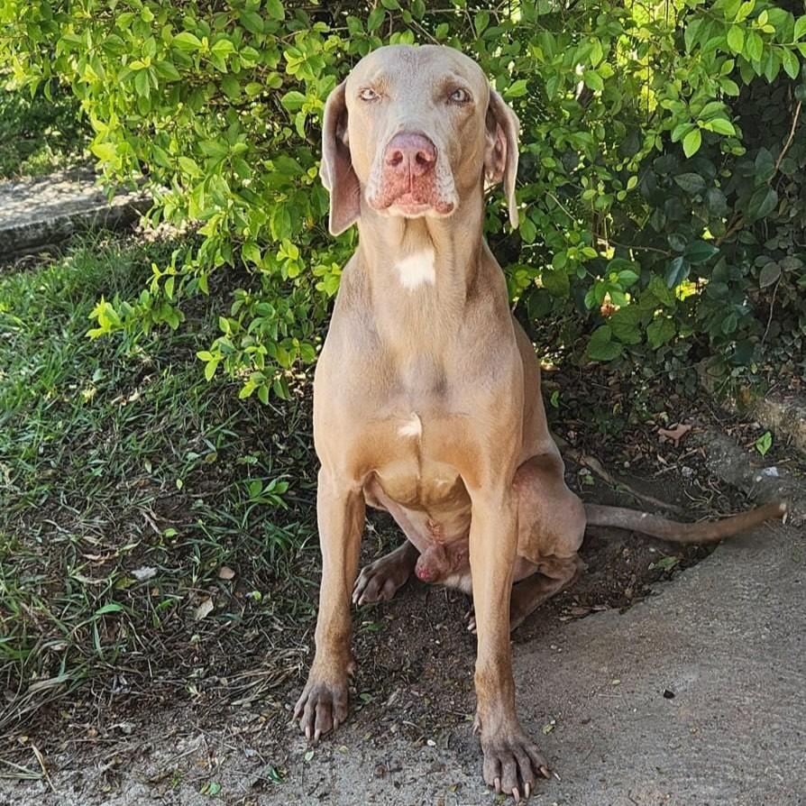 Arrascaeta, cachorro de porte grande para adoção em Esmeraldas - MG