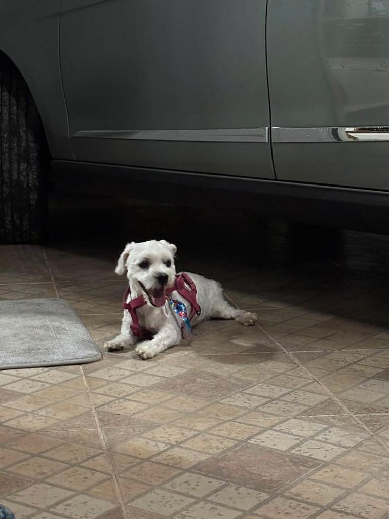 Flocky, cachorro de porte pequeno para adoção em Divinópolis - MG