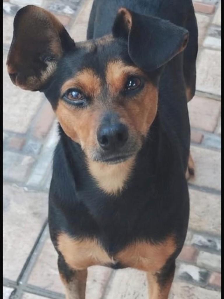 Nina, cadela de porte médio para adoção em Belo Horizonte - MG