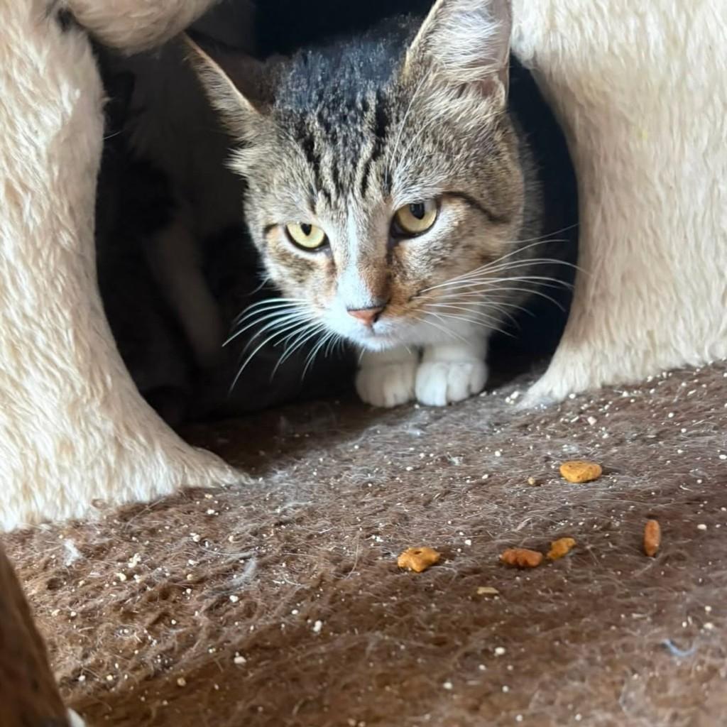 Leozinho, gato de porte pequeno para adoção em Belo Horizonte - MG