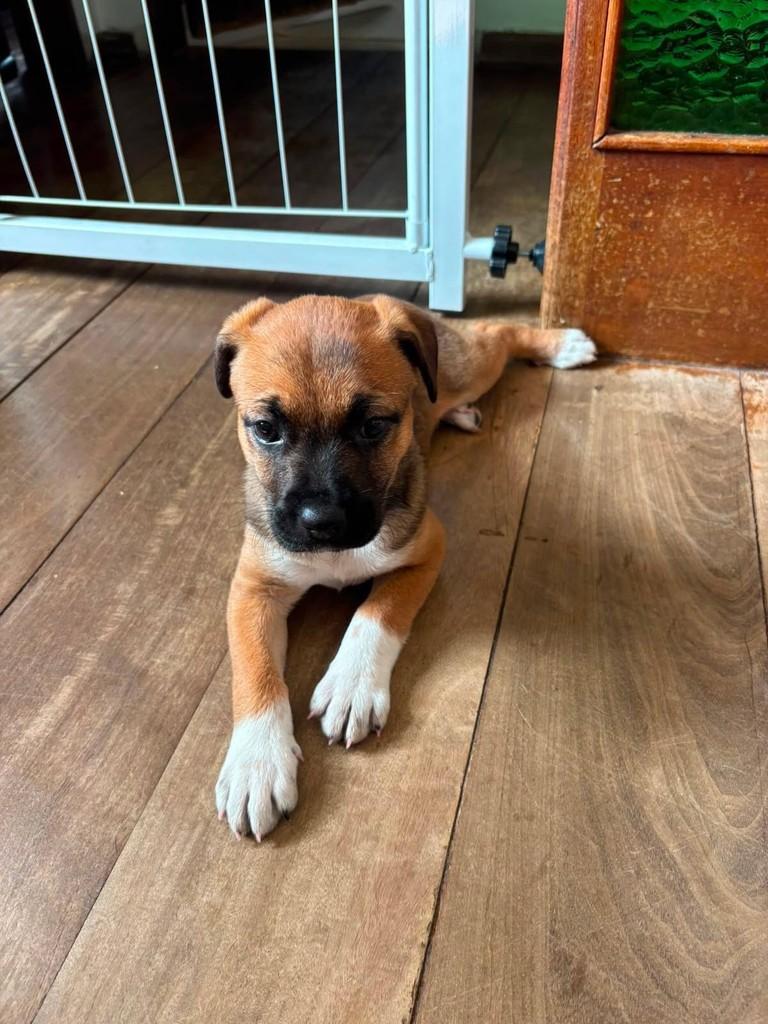 Nirvana, cadela de porte pequeno para adoção em Belo Horizonte - MG
