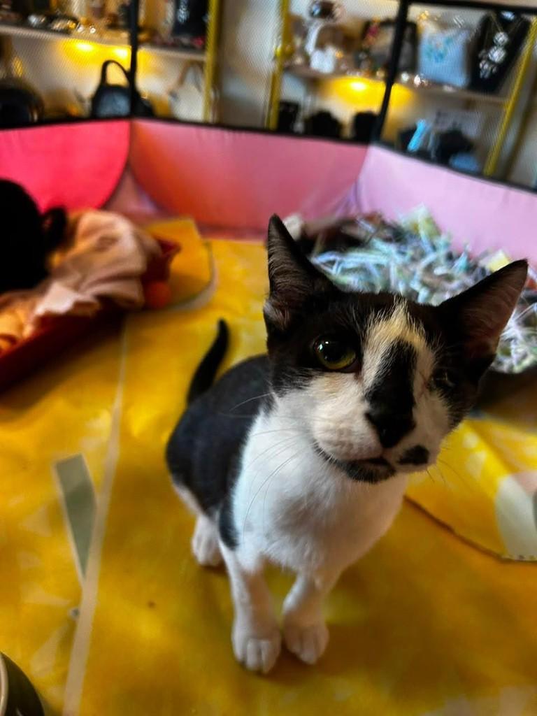 Willa, gata de porte pequeno para adoção em Belo Horizonte - MG