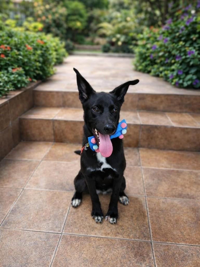 Safira, cachorro de porte médio para adoção em Belo Horizonte - MG
