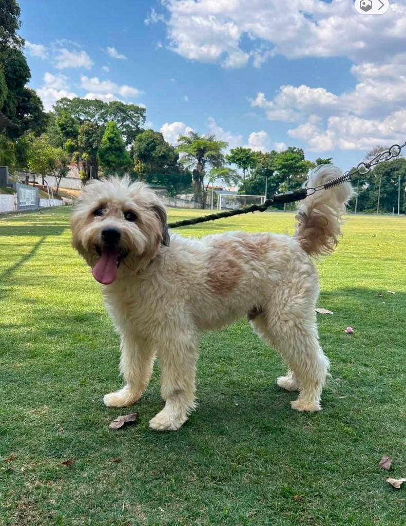 Jack, cachorro de porte médio para adoção em Belo Horizonte - MG