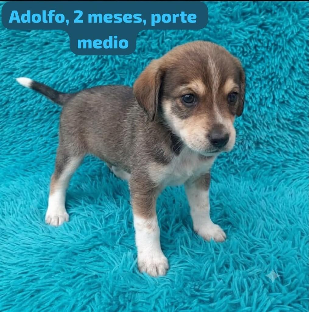 Adolfo, cachorro de porte médio para adoção em Belo Horizonte - MG