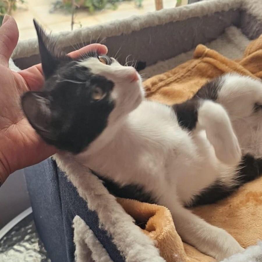 Théo, gato para adoção em Belo Horizonte - MG