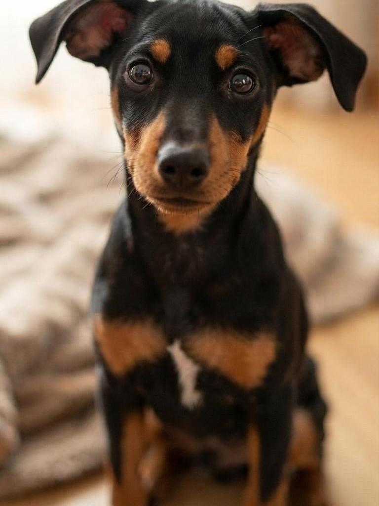 Julio, cachorro de porte grande para adoção em Belo Horizonte - MG