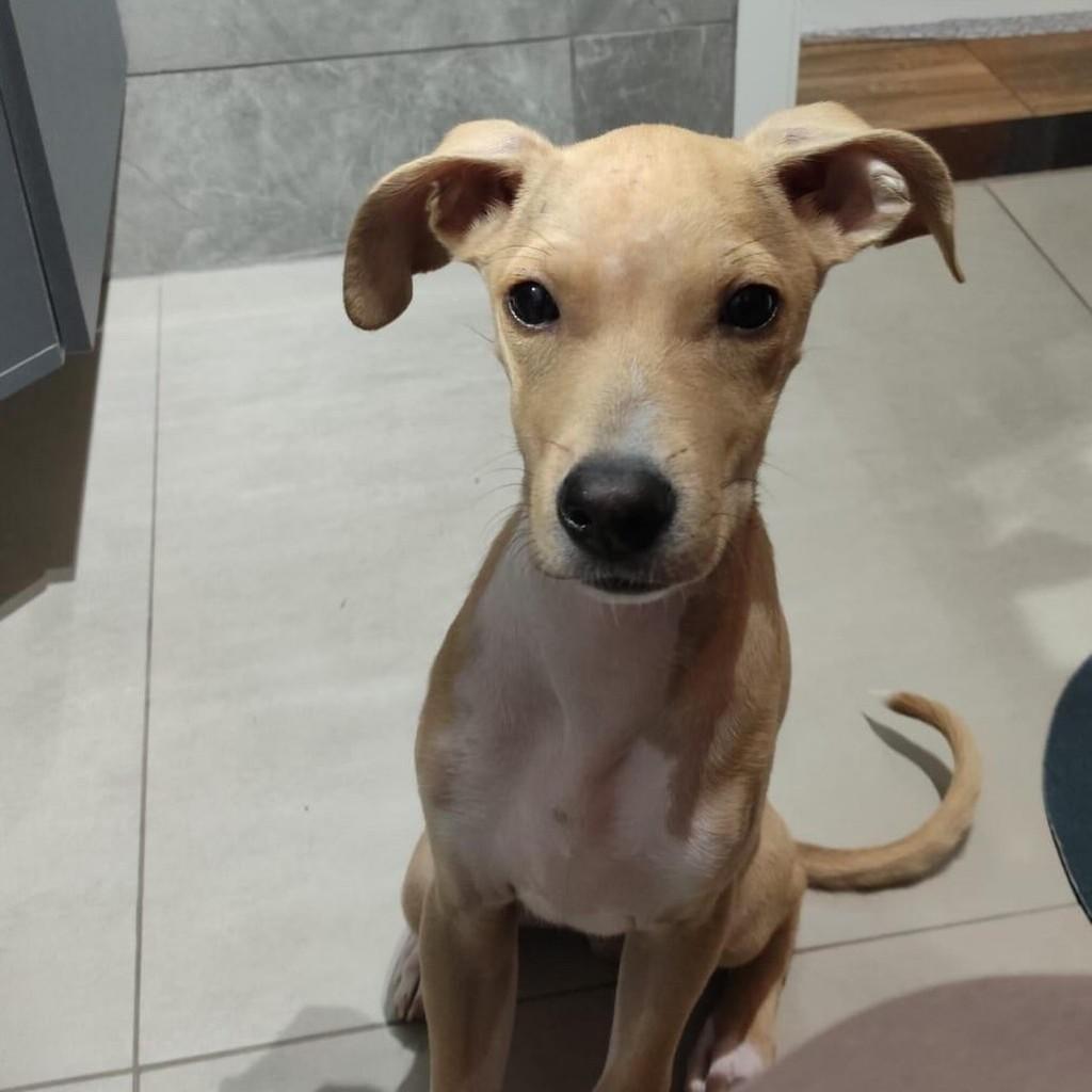Caetano Veloso, cachorro de porte pequeno para adoção em Belo Horizonte - MG