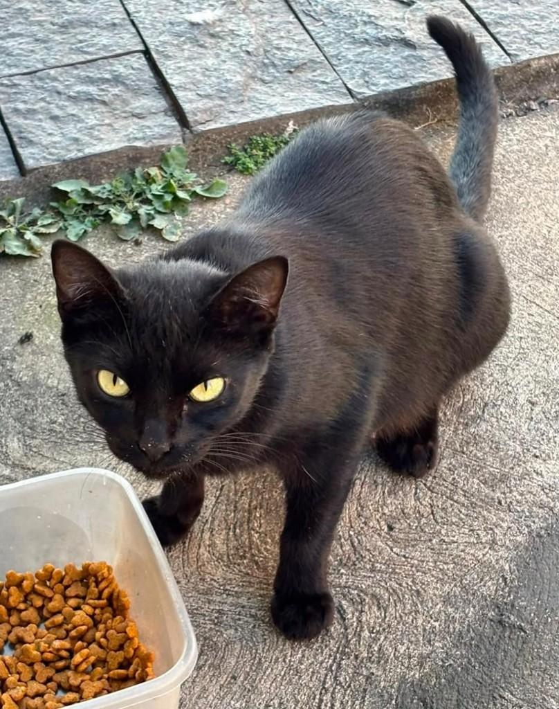 Pretinha, gata de porte pequeno para adoção em Belo Horizonte - MG