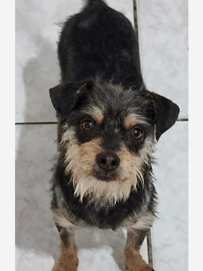Sebastian, cachorro de porte pequeno para adoção em Belo Horizonte - MG