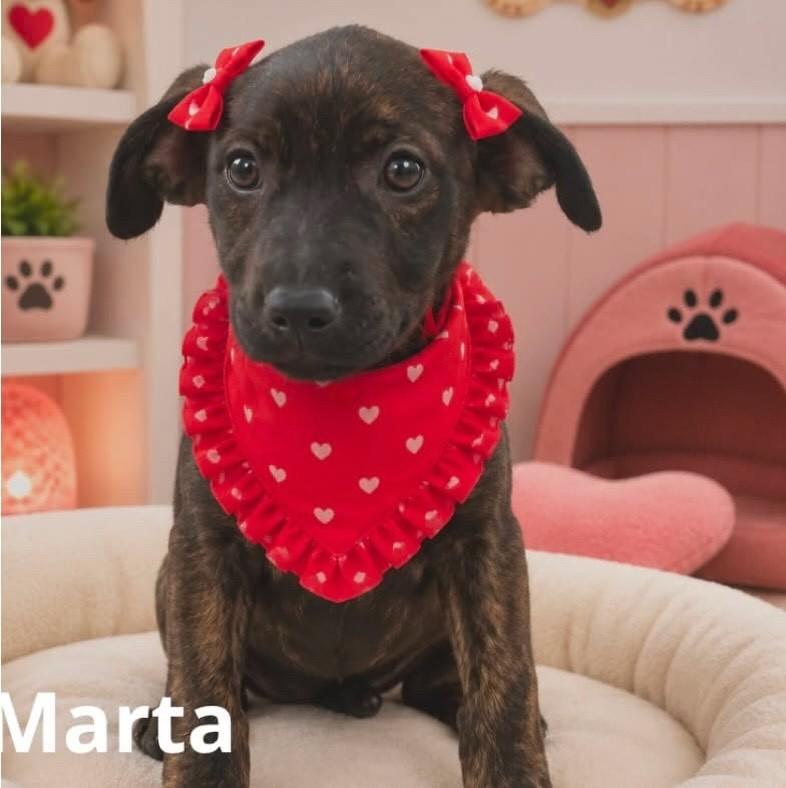 Marta, cachorro de porte médio para adoção em Belo Horizonte - MG