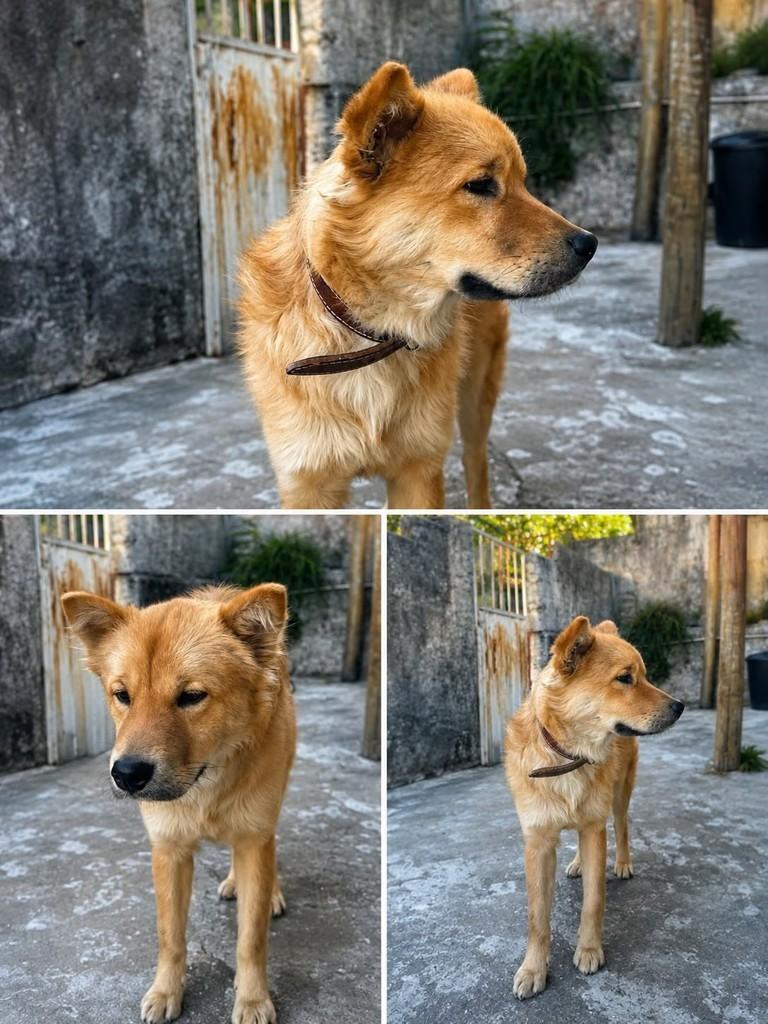 Tedy, cachorro de porte médio para adoção em Belo Horizonte - MG