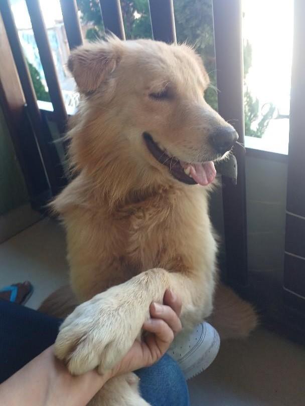 Koda, cachorro de porte médio para adoção em Belo Horizonte - MG