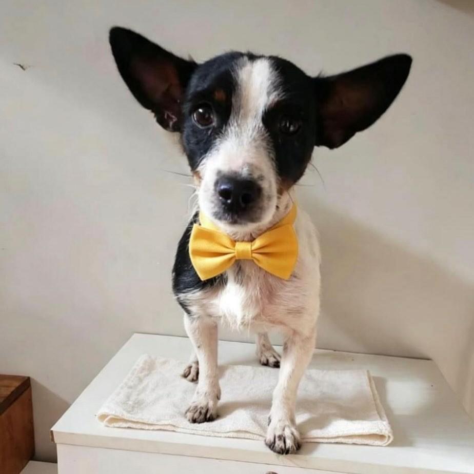 Fred, cachorro de porte pequeno para adoção em Belo Horizonte - MG