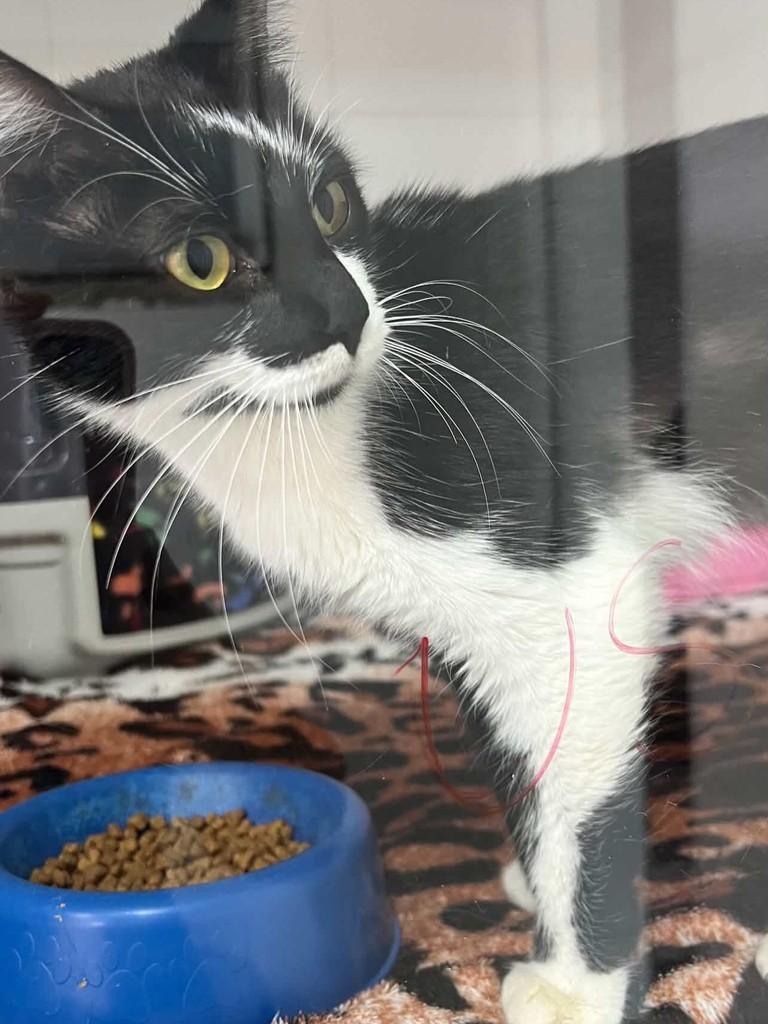 Docinho, gata de porte pequeno para adoção em Belo Horizonte - MG