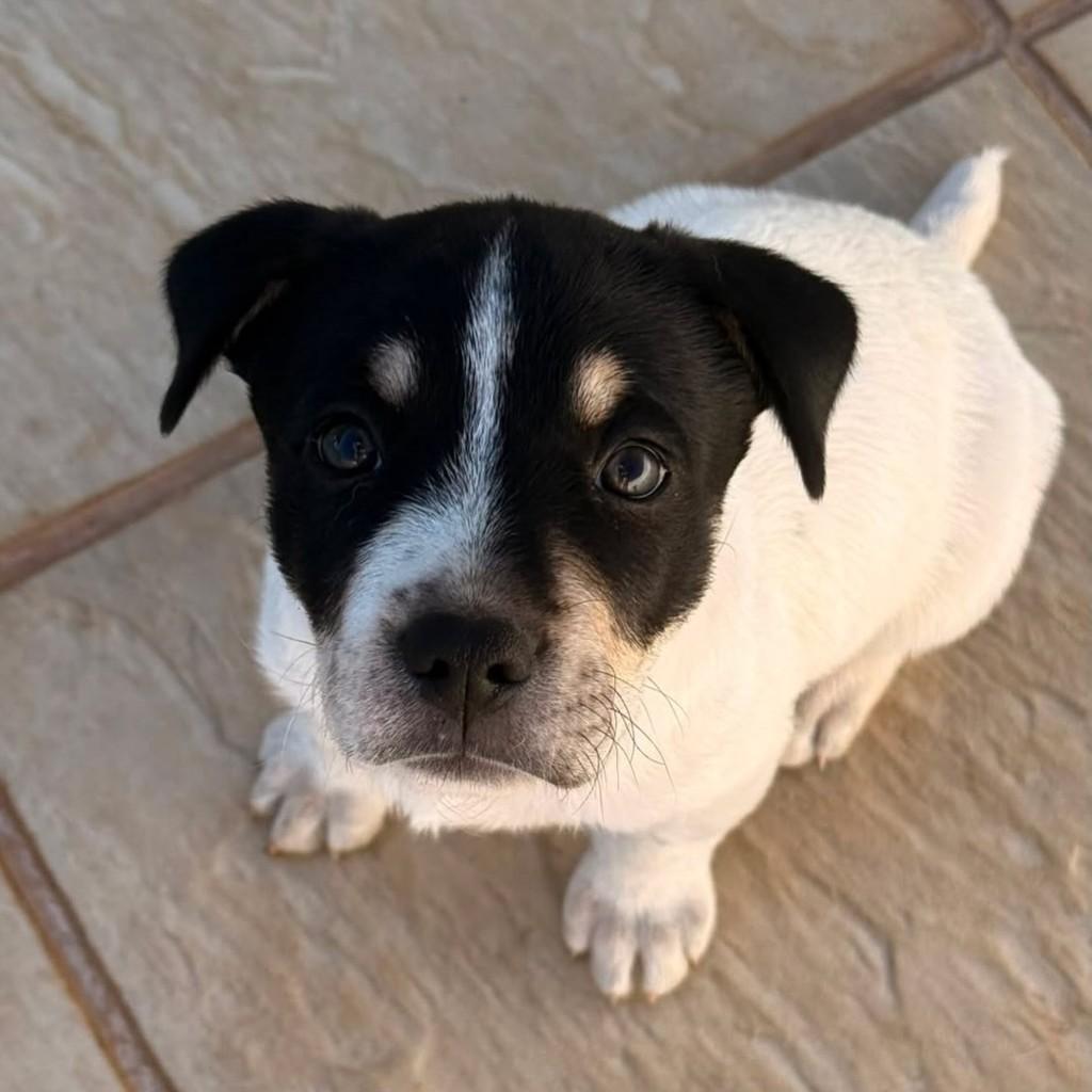 Charlie, cachorro de porte pequeno para adoção em Belo Horizonte - MG