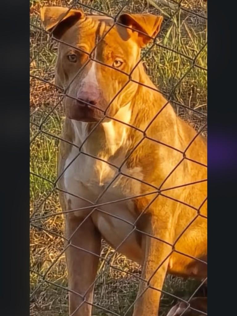 Nala, cachorro de porte médio para adoção em Belo Horizonte - MG