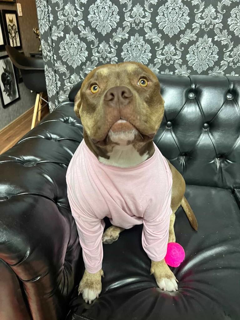 Zara, cadela de porte médio para adoção em Belo Horizonte - MG